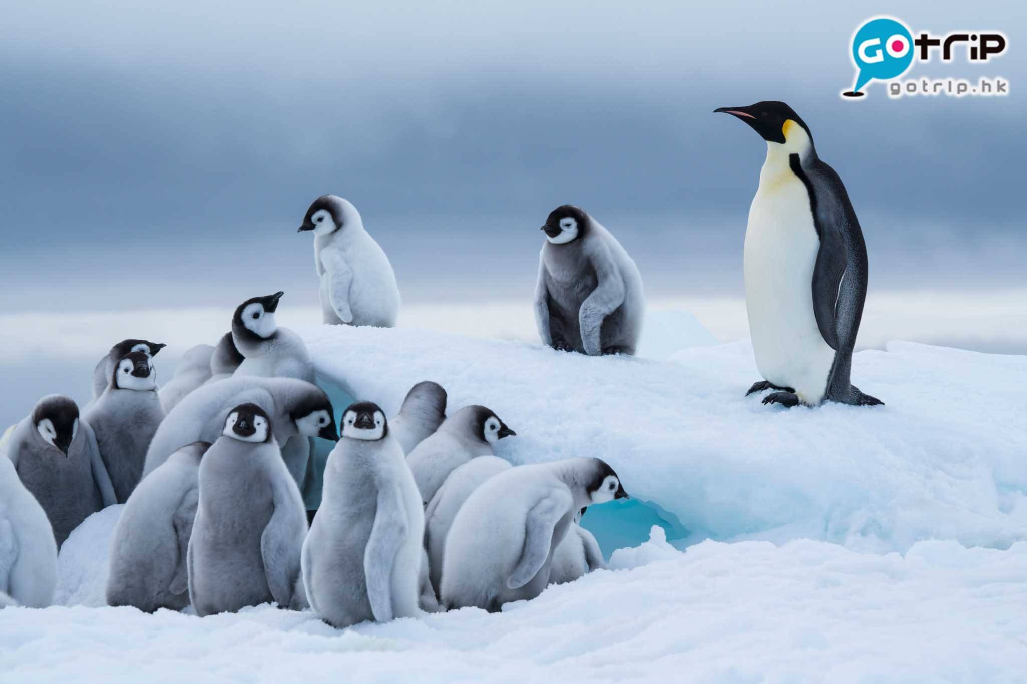 南極企鵝 帝企鵝愛群居，所以隨時會見到過千隻聚在一起。