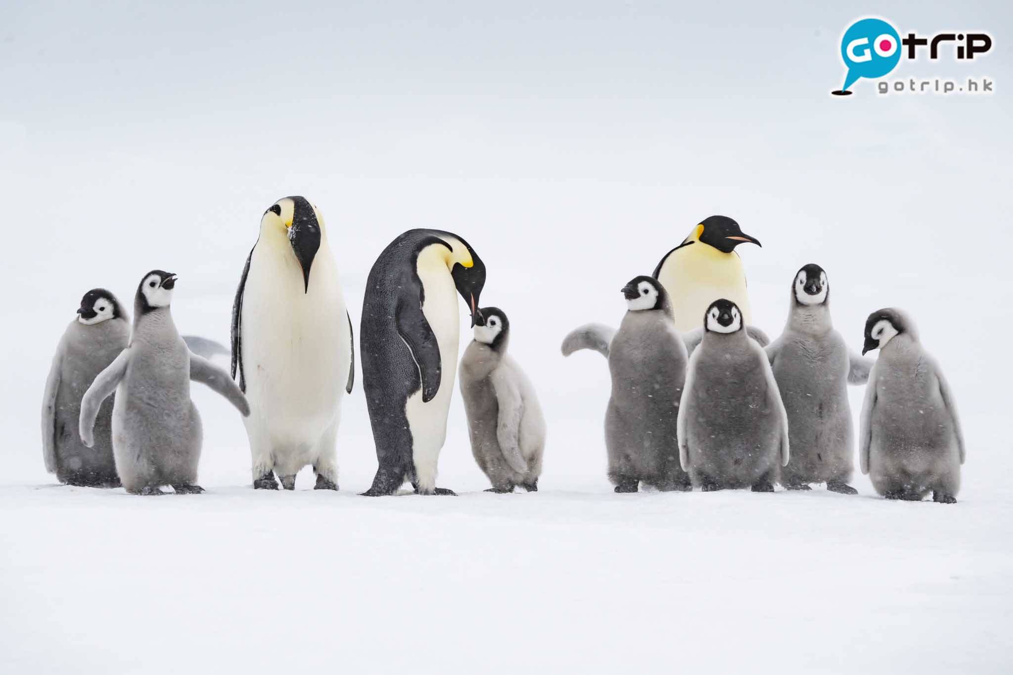 南極企鵝 企鵝需要靠聲音認出爸爸媽媽。