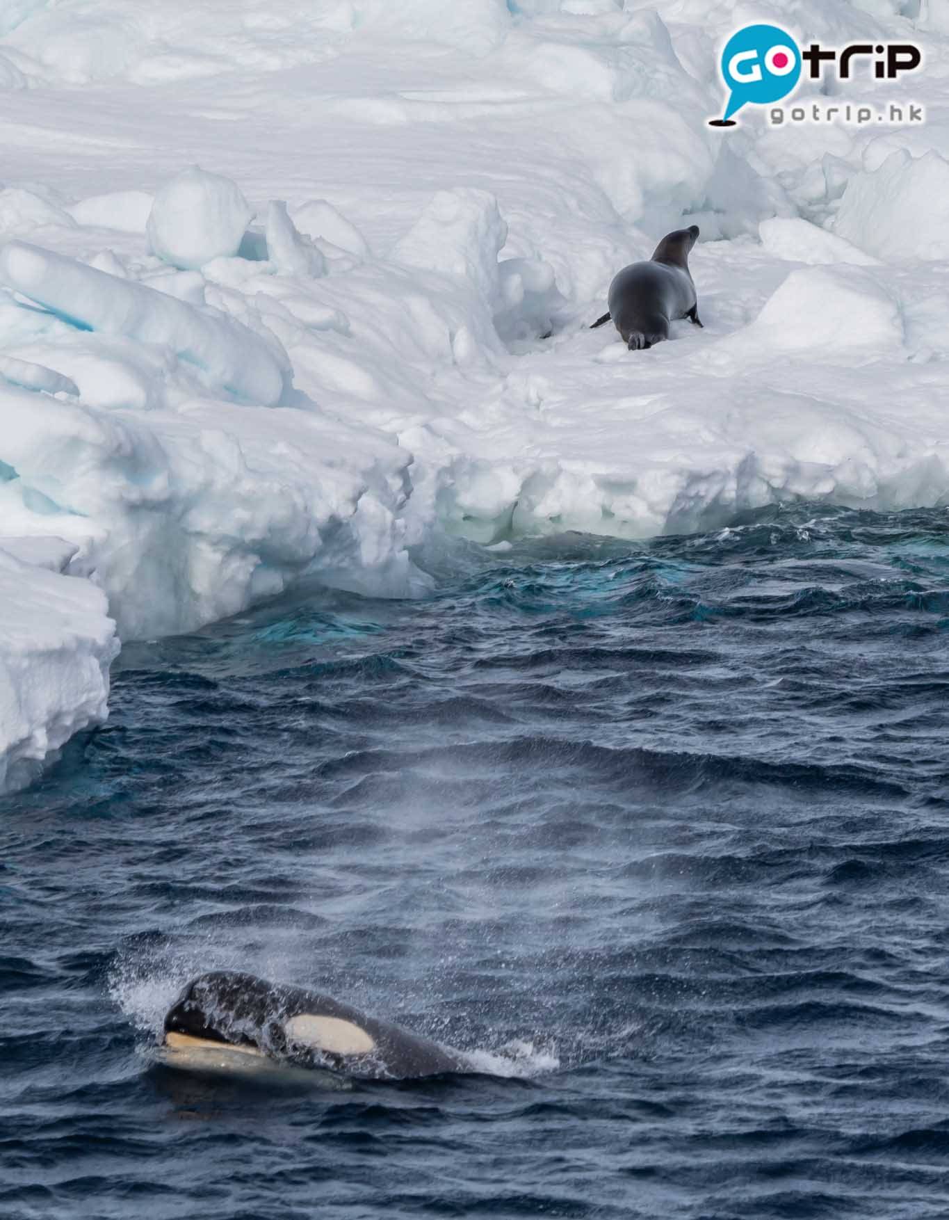 南極企鵝 千鈞一髮！殺人鯨正在追捕海豹，幸好牠走得切！