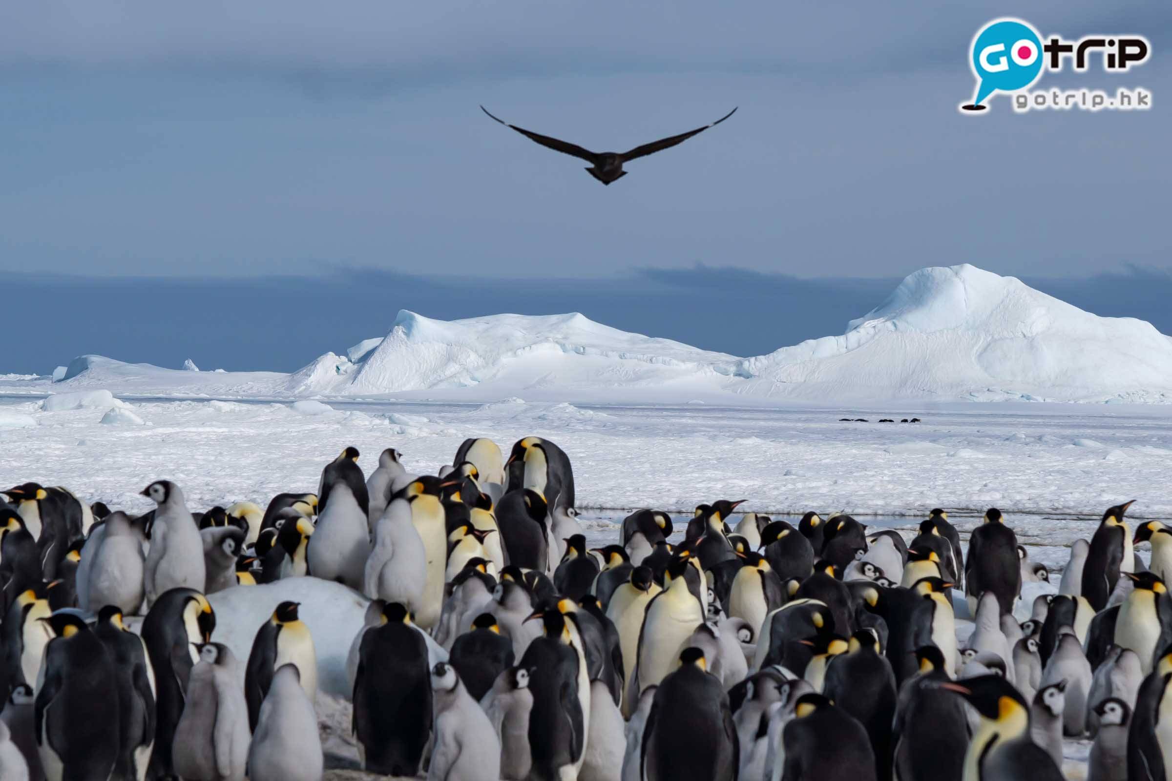 南極企鵝 無論企鵝BB還是成人企鵝，同樣需要面對來自海上和天上的敵人，步步為營。