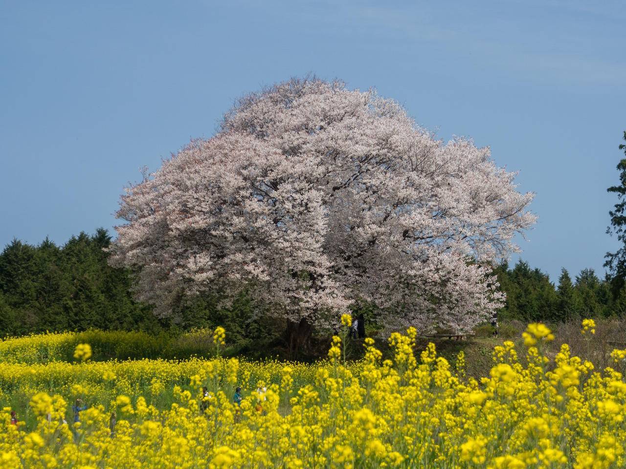 日本櫻花2021 圖片來源：武雄市觀光協會