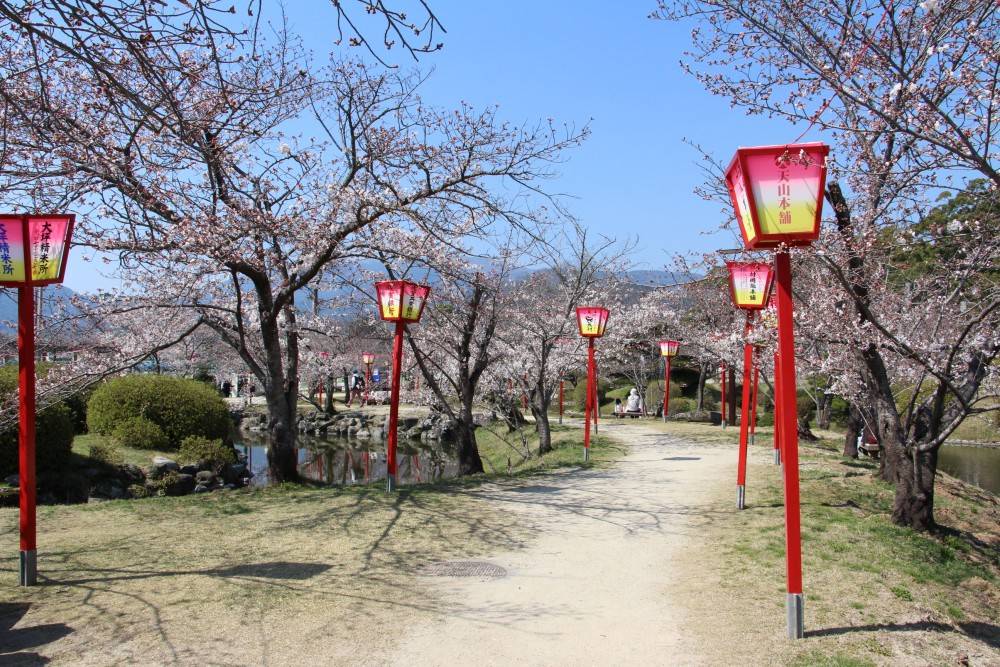 日本櫻花2021 圖片來源：小城市觀光協會公式網頁