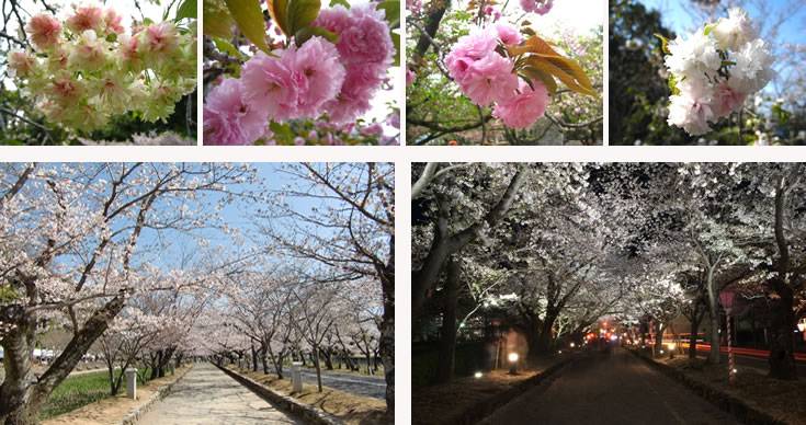 日本櫻花2021 圖片來源：長崎縣大村市觀光情報網