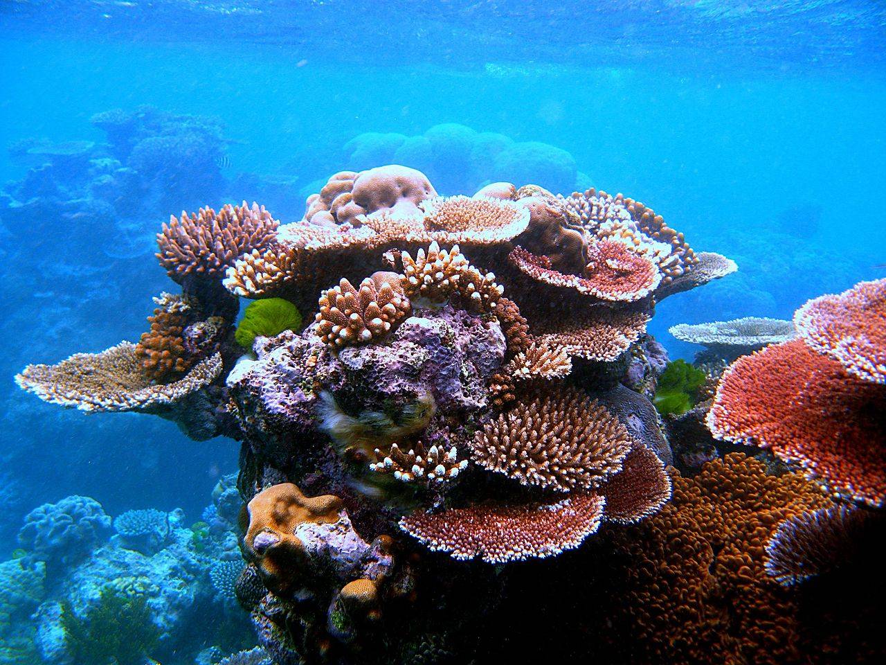 瀕危世界遺產 有去過大堡礁嘅朋友相信都會被震撼！