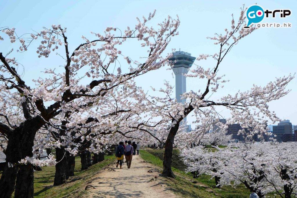 北海道自由行2023 北海道景點 櫻花期： 4月尾至5月中  櫻花：1,600棵