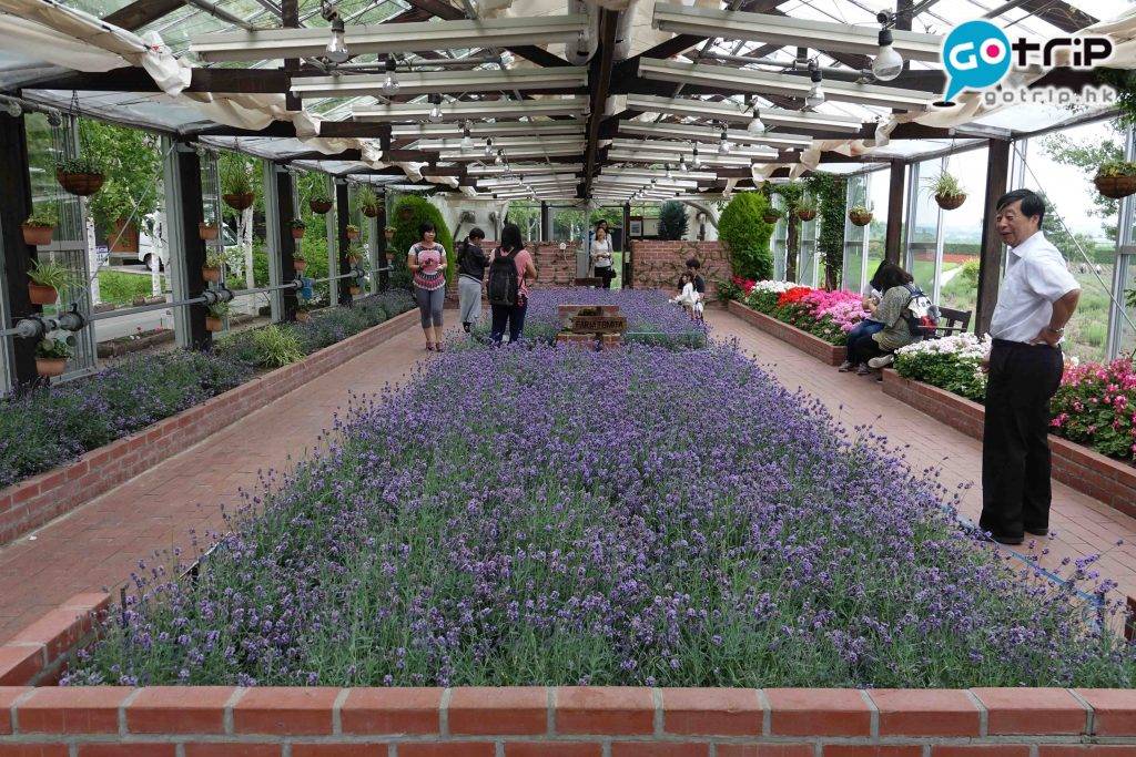 北海道自由行 景點推介 北海道自由行2023 北海道景點 園內闢有溫室，讓遊客全年能欣賞到薰衣草。