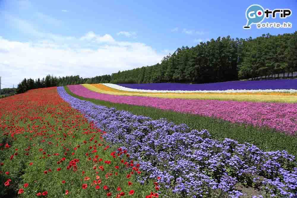 北海道自由行2023 北海道景點 夏花盛開期月份花種7 薰衣草、滿天星矢車菊、罂粟花、小町草、春草菊。