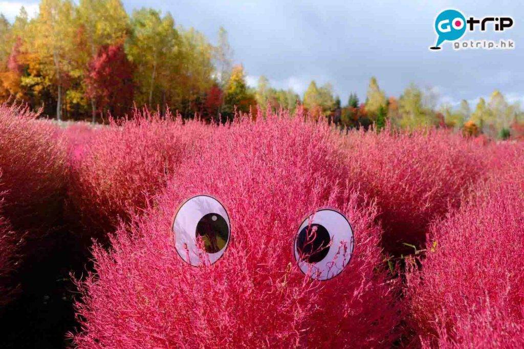 北海道自由行2023 北海道景點 紅色掃帚草的密度澎湃，火燄波波球有種無限伸延的錯覺， 相當漂亮。