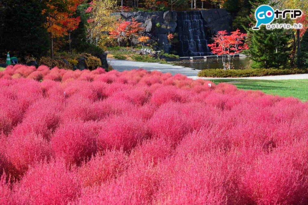 北海道自由行2023 北海道景點 圓滾滾的紅毛球掃帚草，漫無邊際，藍天作伴，有如仙境。