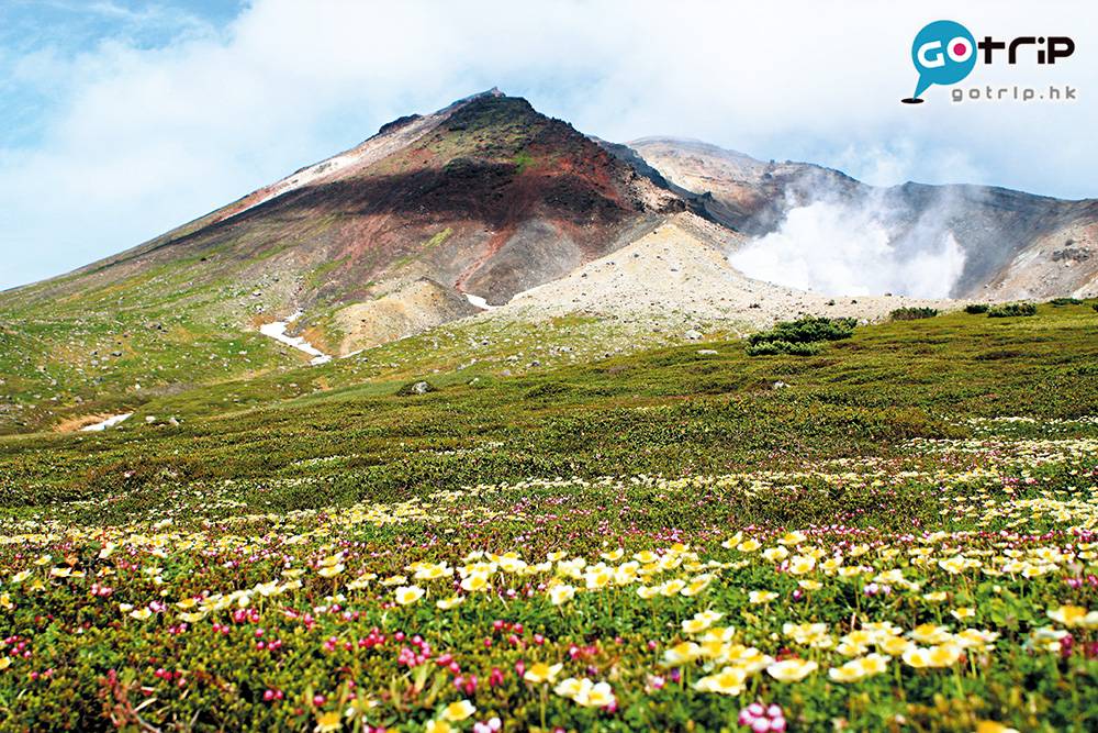 北海道自由行 景點推介 北海道自由行2023 北海道景點 7月中至8月是旭岳唯一沒雪的日子，滿山開遍高山植物，很美。