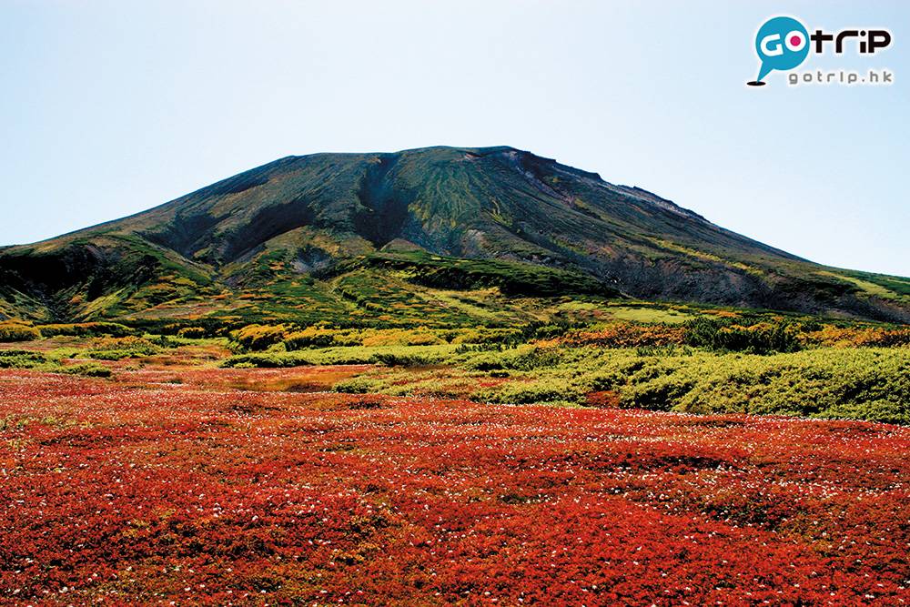 北海道自由行2023 北海道景點 這裡是全日本最早沾上紅葉的山岳，火紅壯觀得如紅地氈般。