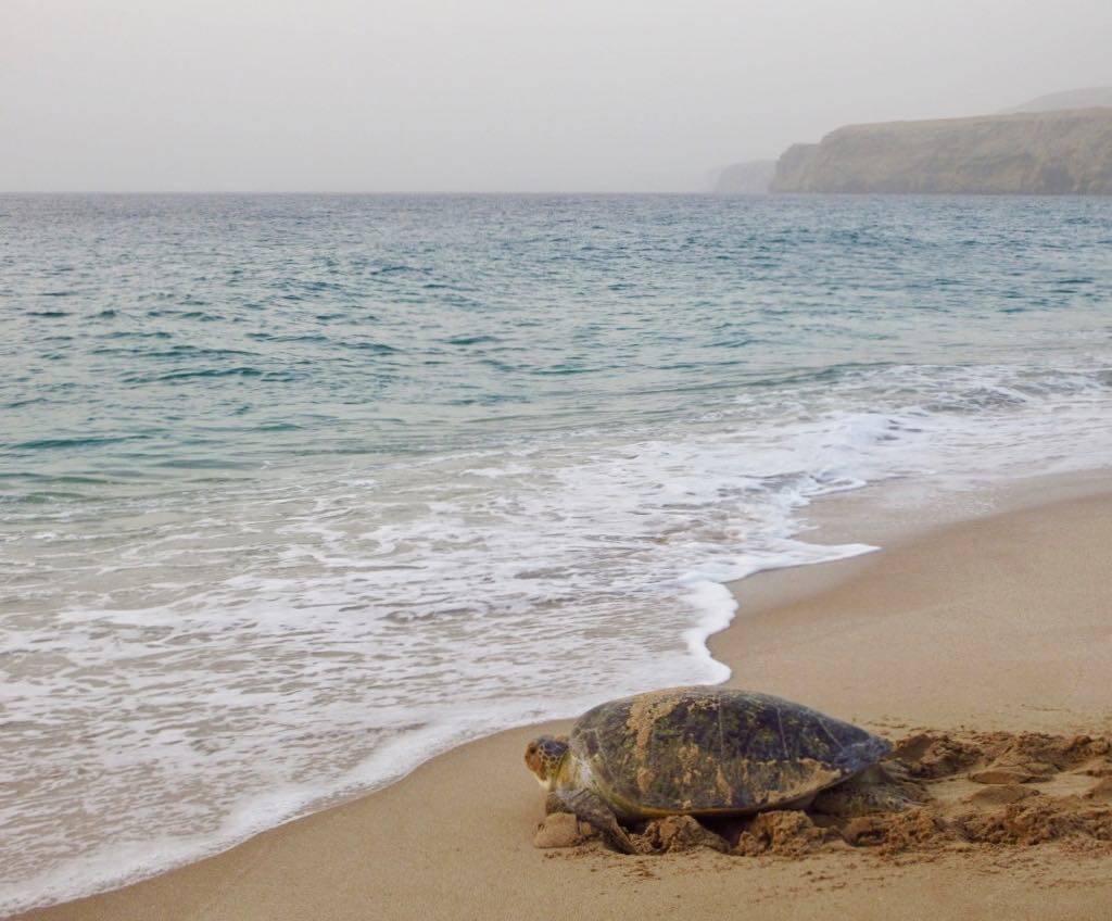 最佳旅遊地點 Turtle Beach是一個充滿海龜的海灘。