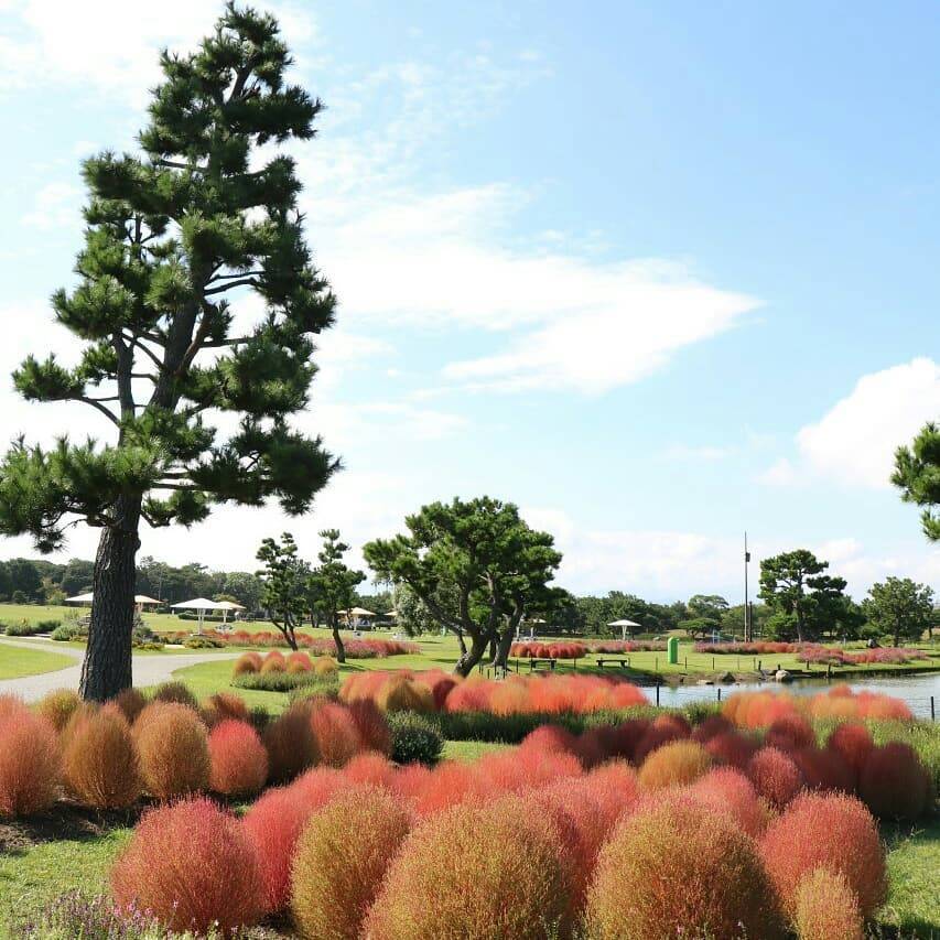 最佳旅遊地點 海中道海濱公園是整個福岡行程最重點的景點！十月時分，在園內可以觀賞到大波斯菊和紅色掃帚草 。