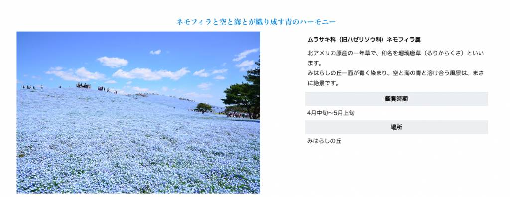 【東京茨城粉蝶花2020】觀賞藍花海行程+交通攻略