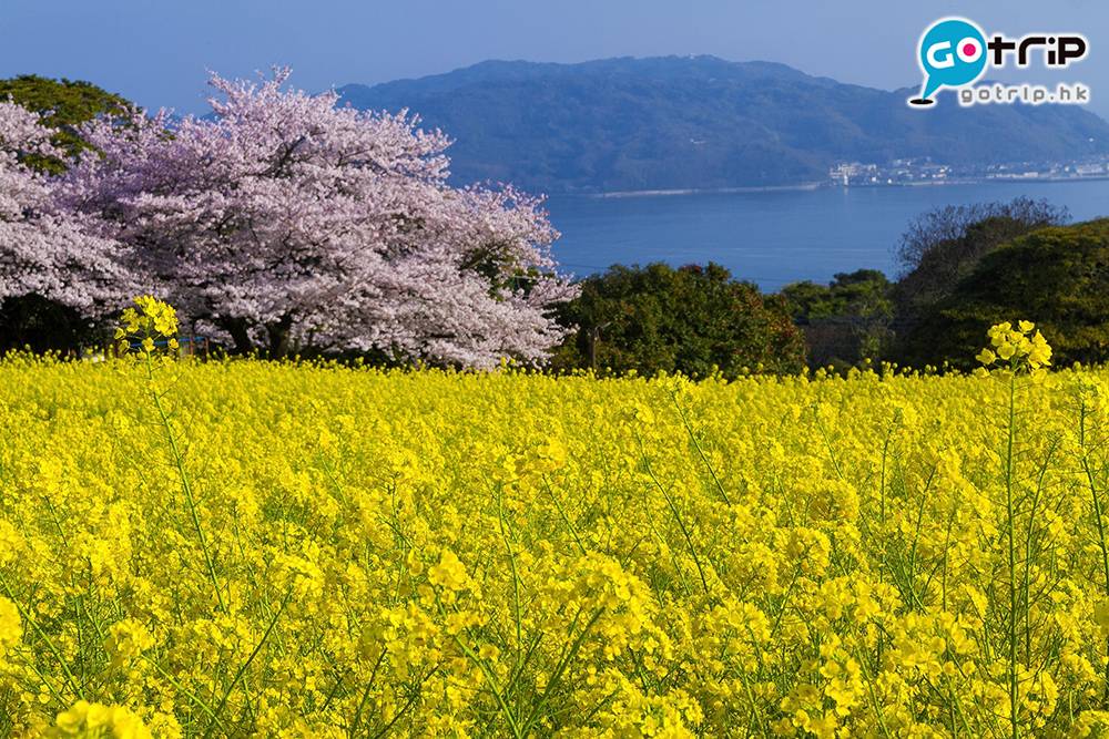 九州賞花 每逢春天2、3月，櫻花跟油菜花同時盛放，美不勝收。