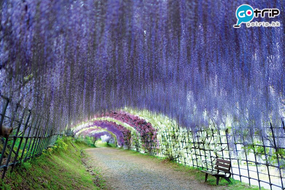 九州賞花 走進紫藤隧道，感覺十分浪漫。
