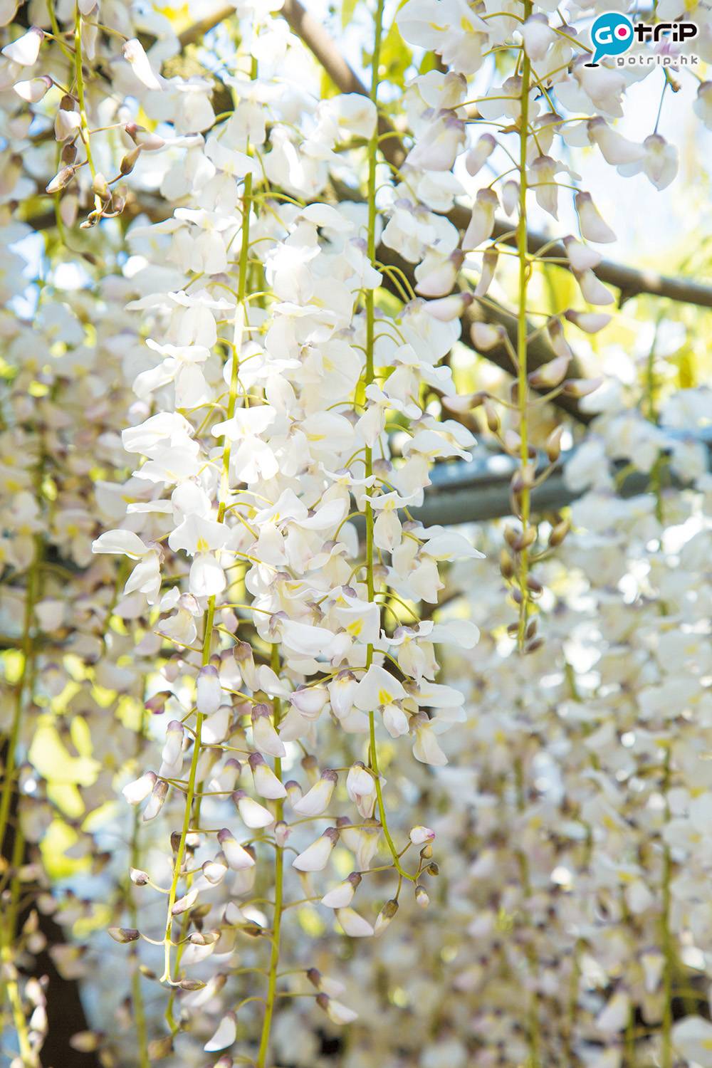 九州賞花 河內藤園內共有22個不同品種的藤花，有長有短。