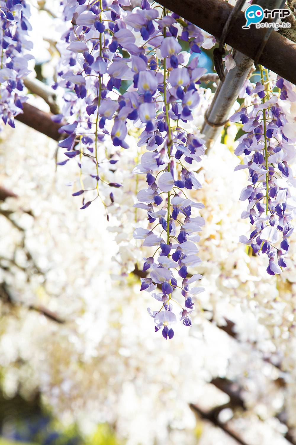 九州賞花 河內藤園內以紫色的紫藤花最多。