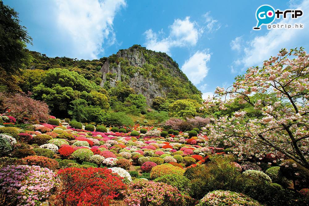九州賞花 密麻麻的杜鵑花好像一個個波波，砌滿整個山谷。