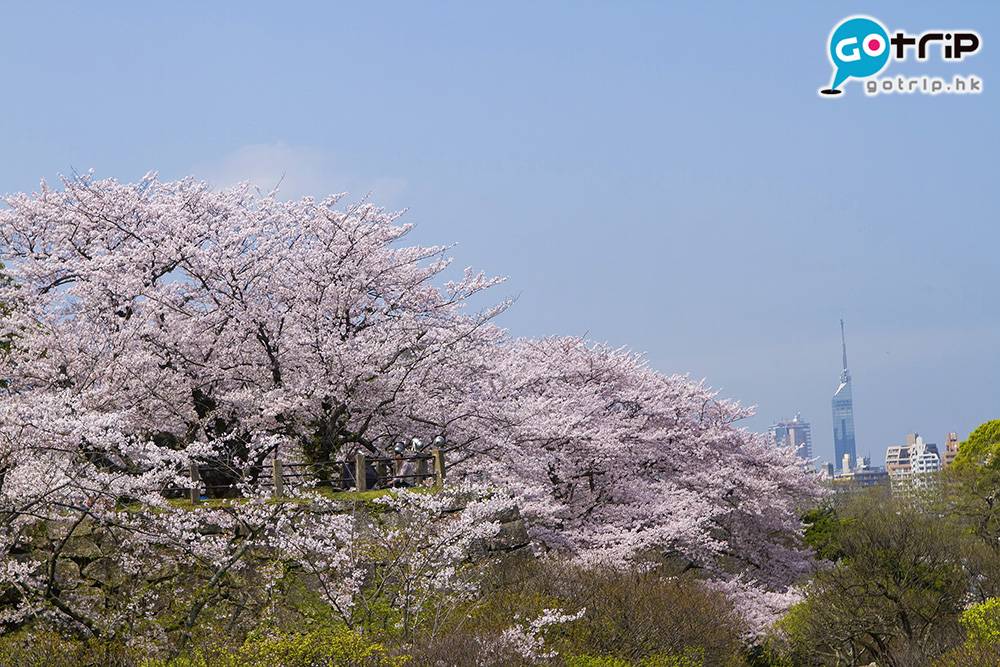 九州賞花 福岡市雖小，但櫻花名所處處，可以欣賞到多個品種的櫻花。