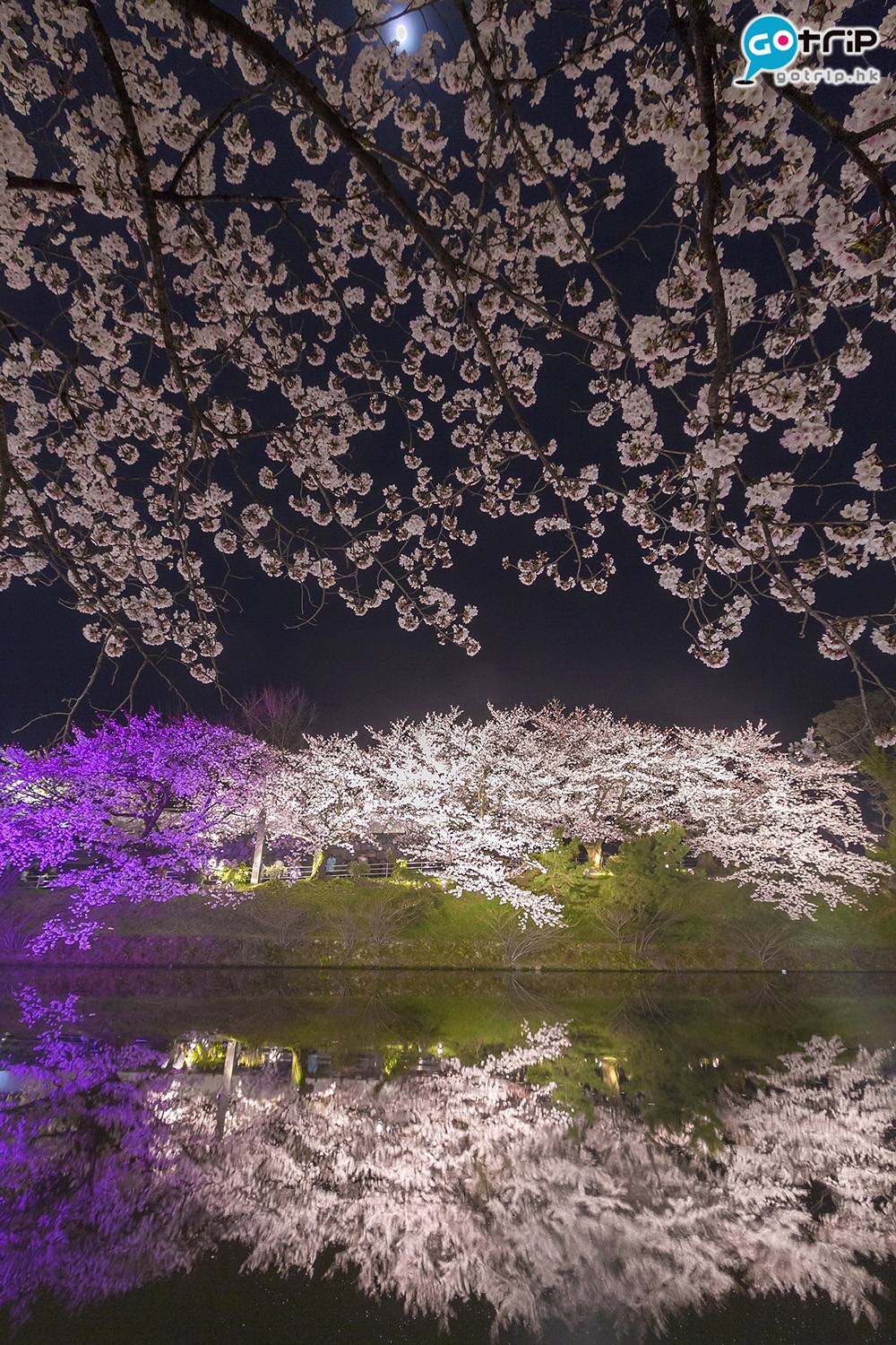 九州賞花 亮燈後，櫻花呈現或深或淺的粉紅色，打龍打到手軟！
