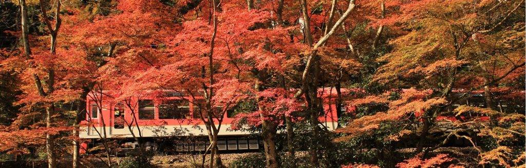 京都紅葉 日本紅葉