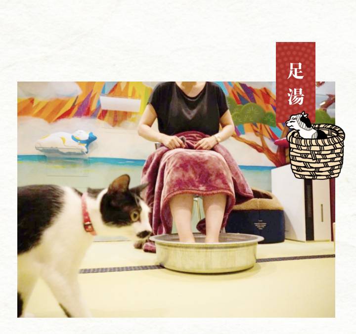 貓cafe 除了貓浴，也可以選擇在榻榻米上休息，享受足湯泡腳。