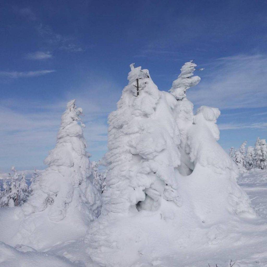 日本賞雪 每年冬天，藏王都會出現樹冰群。