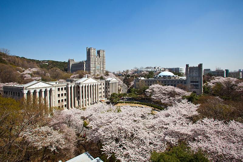 韓國櫻花預測 韓國櫻花2020 慶熙大學櫻花季是