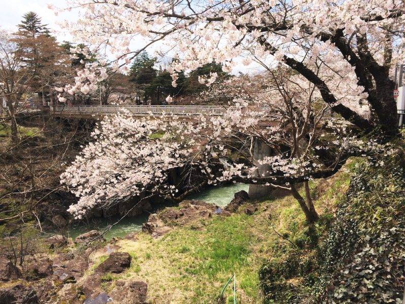 岩手縣 每逢春天來臨，溪谷兩旁都能欣賞到綻放的櫻花，遍野粉紅景緻充滿着浪漫氣息。