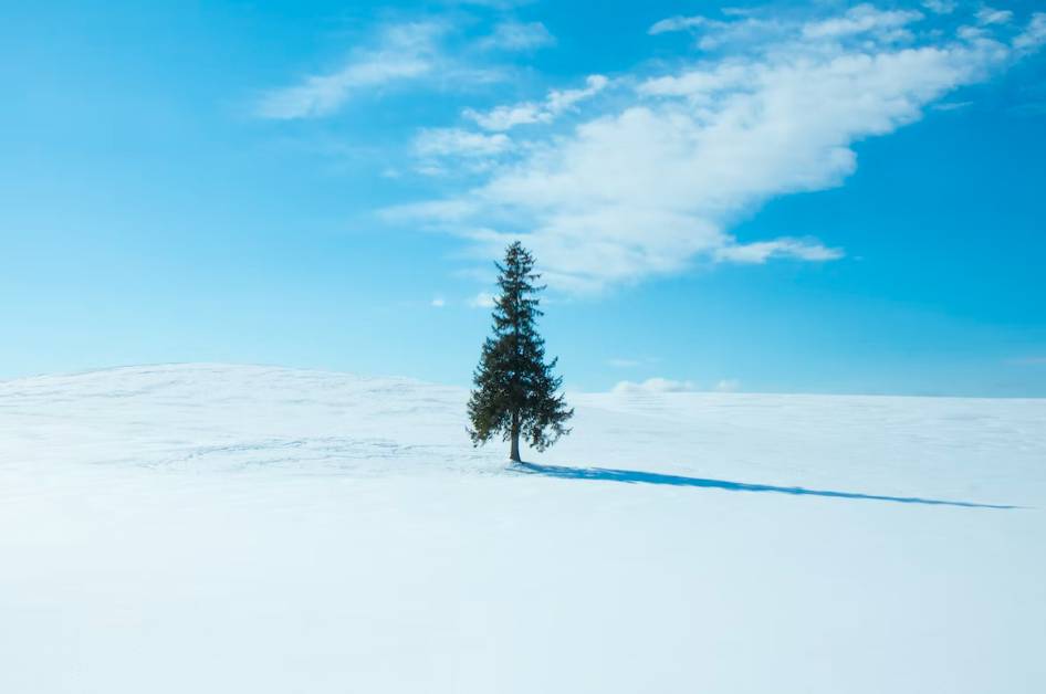 日本雪景 聖誕之樹是美瑛其中一個聞名的雪景。