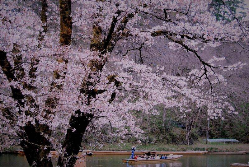 岩手縣 春天猊鼻溪兩旁會開滿櫻花，邊賞湖邊賞櫻，別具一番詩意。