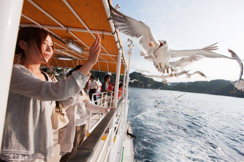 乘搭遊覽船出海不但可以近距離欣賞白色流紋岩石，更可以享受餵飼海鷗的樂趣。
