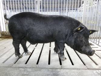 沖繩政府送50隻阿古豬隔離  避免感染非洲豬瘟