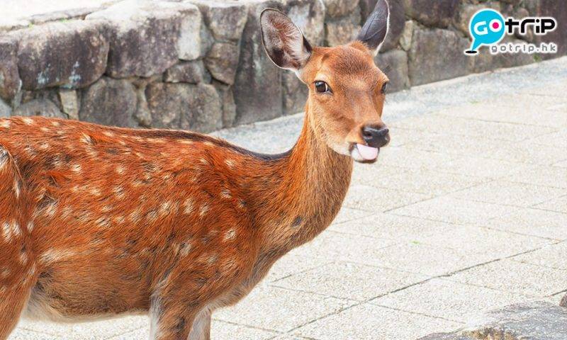 Fly！旅遊天書 小鹿是奈良吉祥物，在奈良公園四處走來走去。