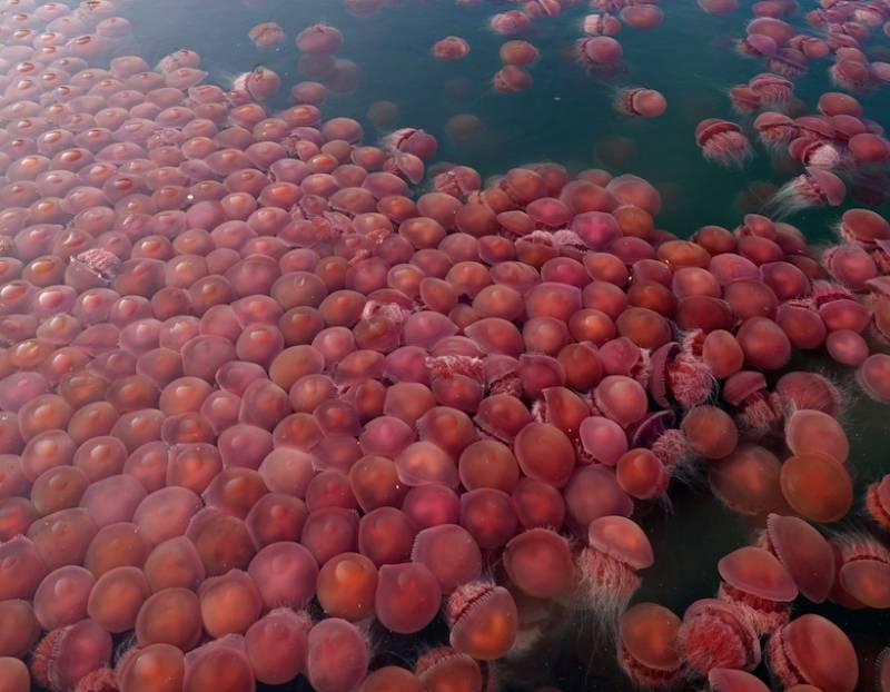 菲律賓海灘現奇景 數千隻「粉紅水母」浮上海面！原因是這個？