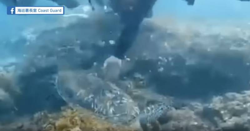 【有片】遊客小琉球浮潛時踩海龜 台灣海巡：欺負海龜，一個都別想跑！