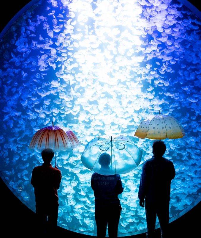 【YOU+MORE】3款唯美水母雨傘 日本精品店聯乘水族館推出