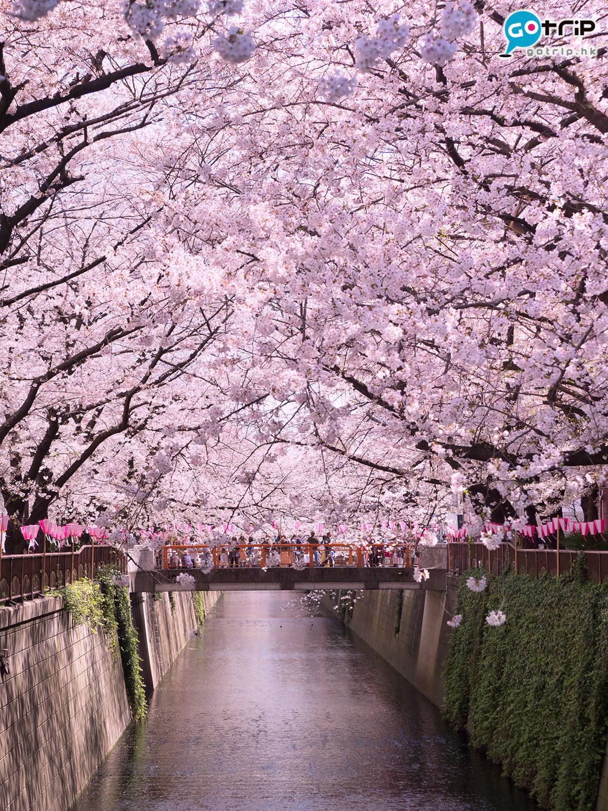 Fly！旅遊天書 目黑川4公里長的河岸兩旁，種了8百棵「染井吉野」櫻花樹，開得澎湃的櫻花為目黑川染上一抹浪漫的粉紅色。