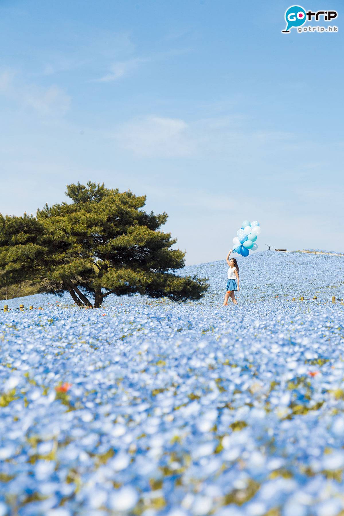 Fly！旅遊天書 壯觀的藍色花海，真名為琉璃唐草，每年4月盛放，但有機會因天氣而提早開花，出發前要查清楚。