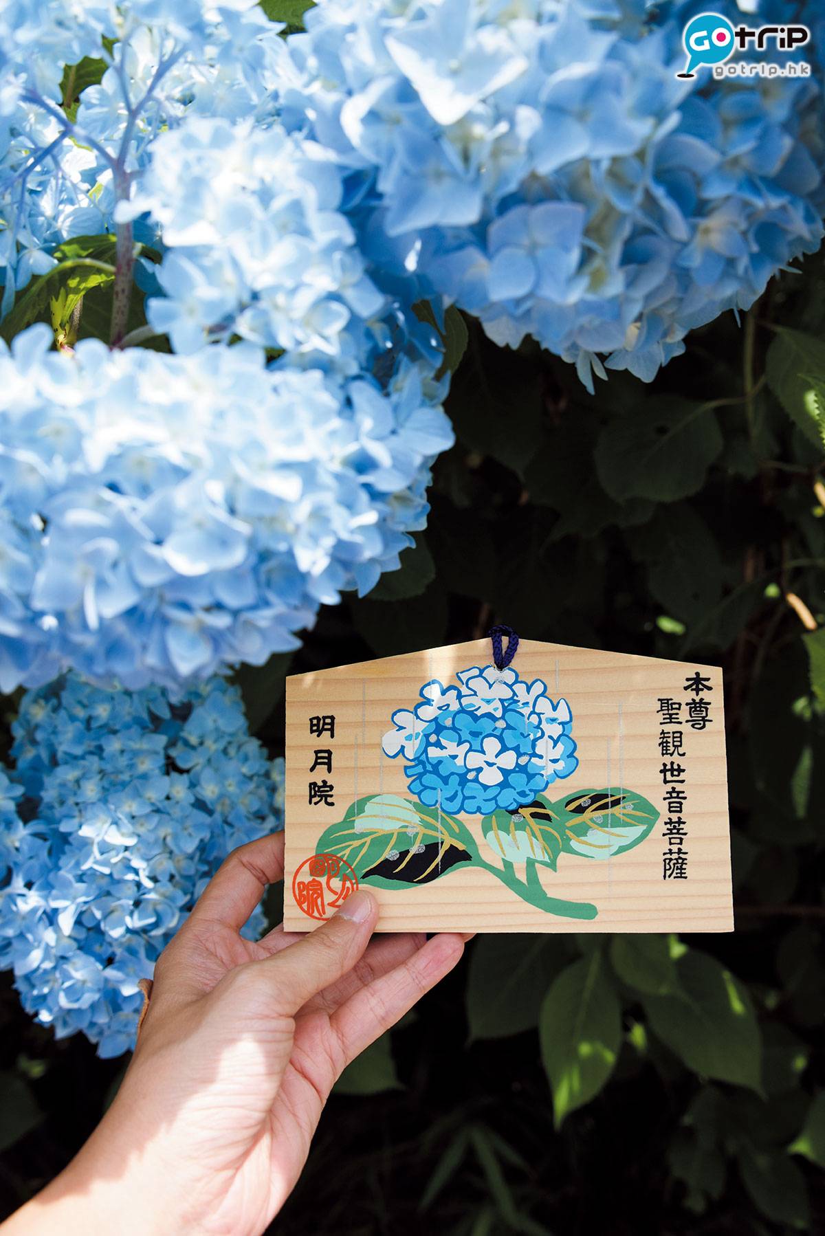 Fly！旅遊天書 明月院又名紫陽花寺，院內種了2,500株罕有品種「姫紫陽花」。