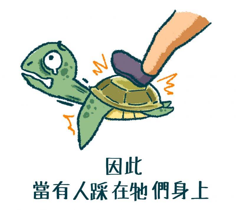 【有片】遊客小琉球浮潛時踩海龜 台灣海巡：欺負海龜，一個都別想跑！