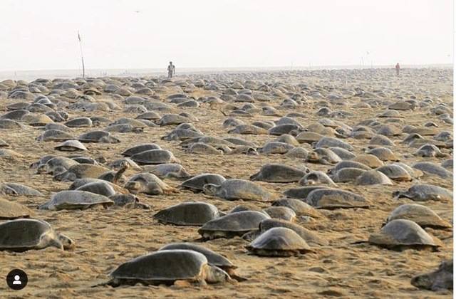 新冠肺炎動物重生！印度1周28萬隻瀕危海龜白天上岸產卵