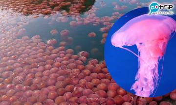 菲律賓海灘現奇景 數千隻「粉紅水母」浮上海面！原因是這個？