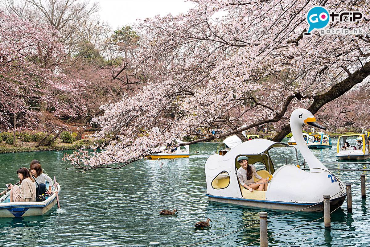 Fly！旅遊天書 在井之頭恩賜公園可坐上天鵝船近距離賞櫻。