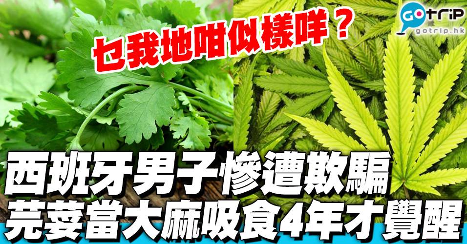 西班牙男子遭商人欺騙芫荽當大麻吸食4年才覺醒 Gotrip Hk