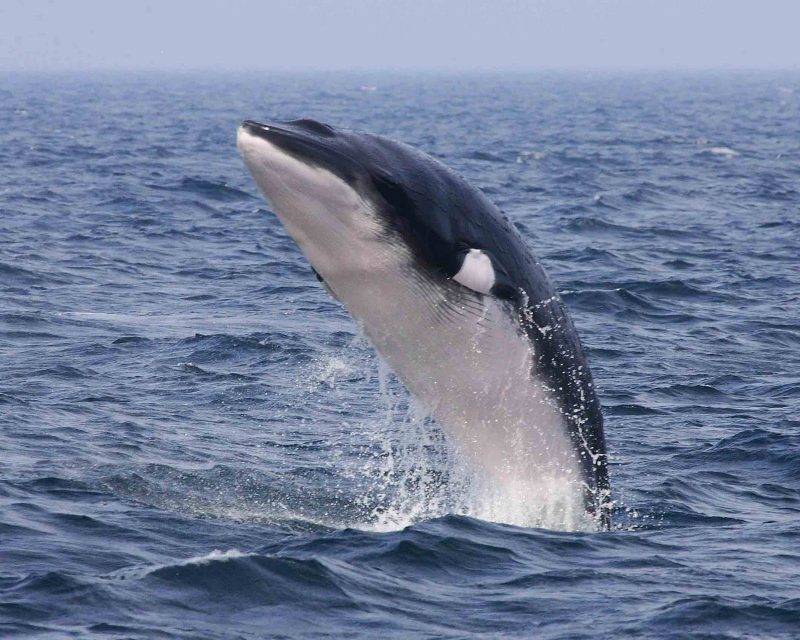 北極 【新冠肺炎】冰島兩間捕鯨公司 宣布今年將會暫停捕鯨！其中一間將永久停止捕鯨！