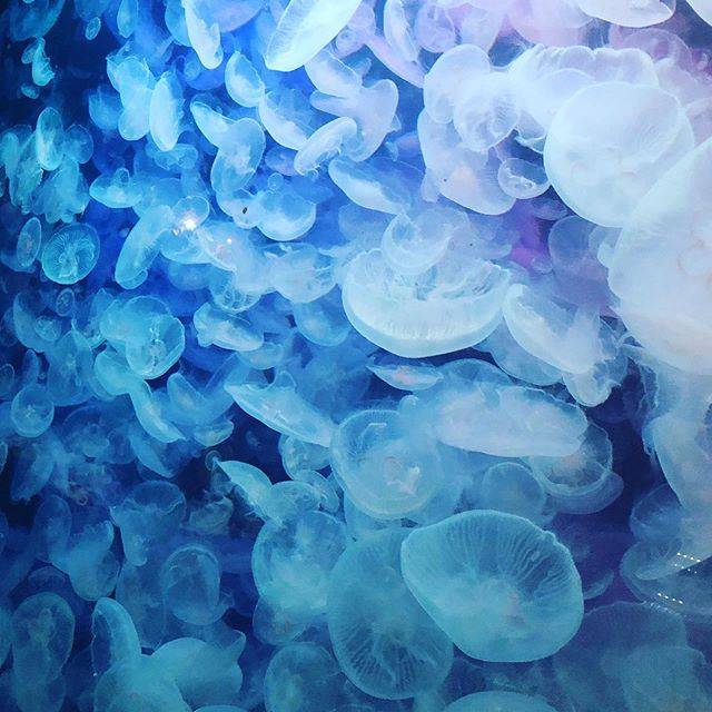 日本水母館 全世界最大嘅水母館 過萬隻水母畀你打卡