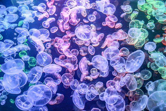 日本水母館 全世界最大嘅水母館 過萬隻水母畀你打卡