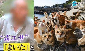 日本貓島連環毒殺案 60隻貓疑被毒死！ 80歲犯人：只是想趕走烏鴉